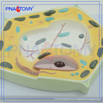 PNT-0835 modelo de ciência vegetal para a escola